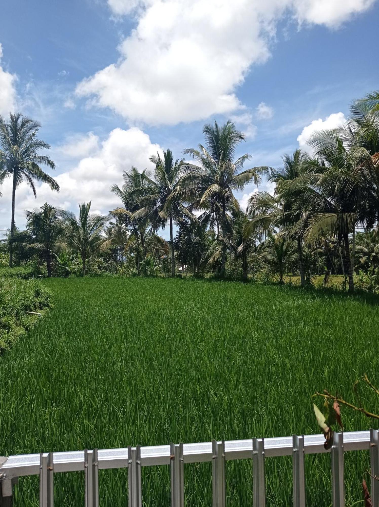 Eltari Homestay Tetebatu Extérieur photo